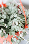Close-up of string of hearts vines