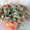 String of hearts trailing from a terracotta hanging pot