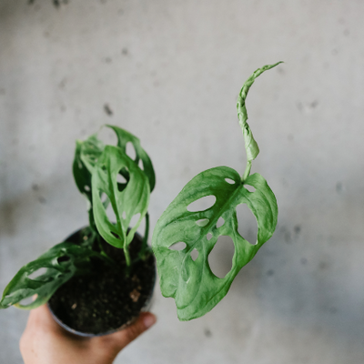Hand holding a Monstera adansonii in a nursery pot