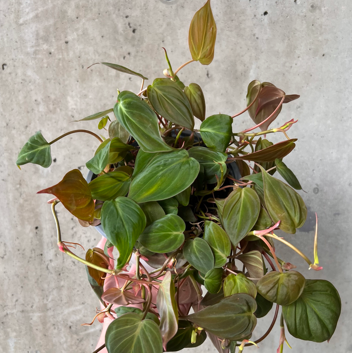 Philodendron Micans