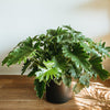 Philodendron selloum in a black pot