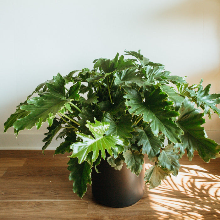 Philodendron selloum in a black pot