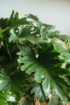 Close-up of deeply lobed Philodendron selloum leaves