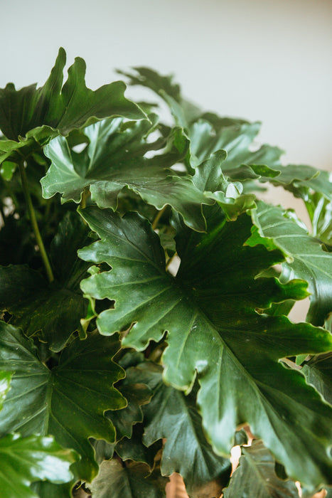 Close-up of deeply lobed Philodendron selloum leaves