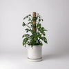 Plant climbing a moss pole in a white Signature Stone planter