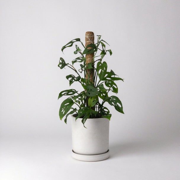Small Coco Coir Support Pole