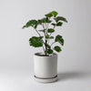 Leafy plant in a white Signature Stone planter with tray