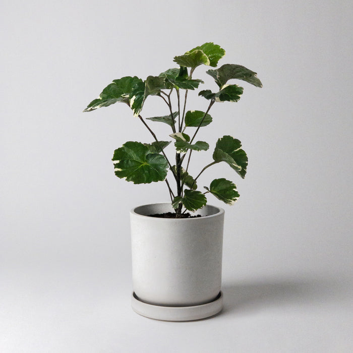 Leafy plant in a white Signature Stone planter with tray