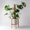 Monstera climbing a coco coir pole on a plant stand