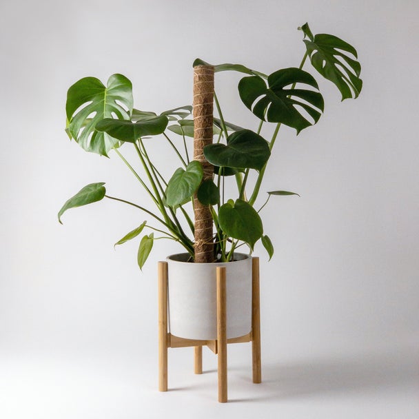 Monstera climbing a coco coir pole on a plant stand