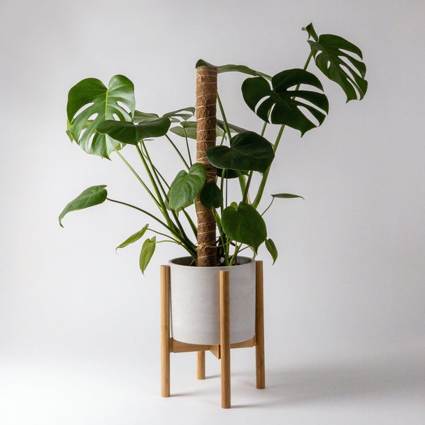 Monstera in a white pot on a light bamboo plant stand