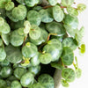 Close-up of patterned string of turtles leaves