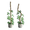 Two plants climbing bendable moss poles in white pots