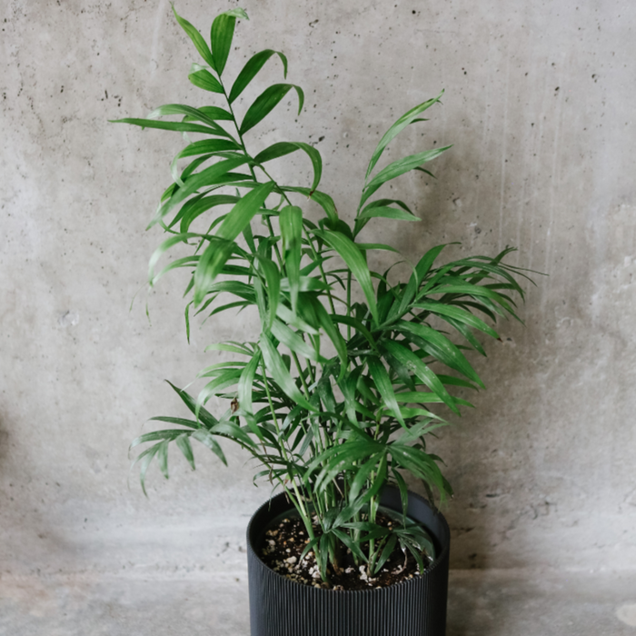 Parlour Palm