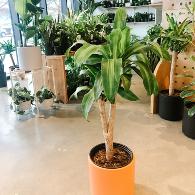 Dracaena mass cane in an orange pot in the shop
