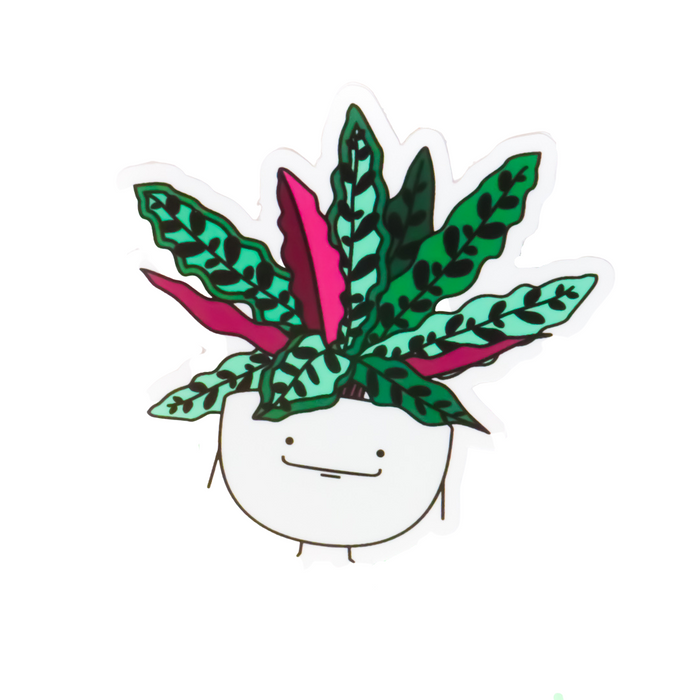 Calathea Rattlesnake Vinyl Sticker
