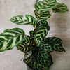 Peacock calathea with patterned green leaves