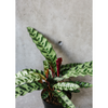 Rattlesnake calathea against a concrete wall