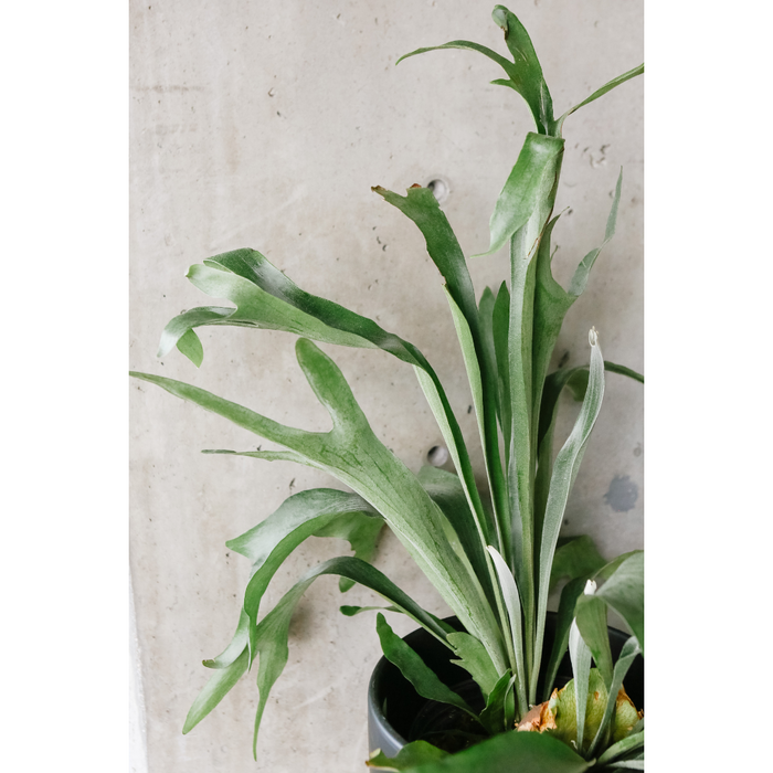 Staghorn fern with upright antler-shaped fronds