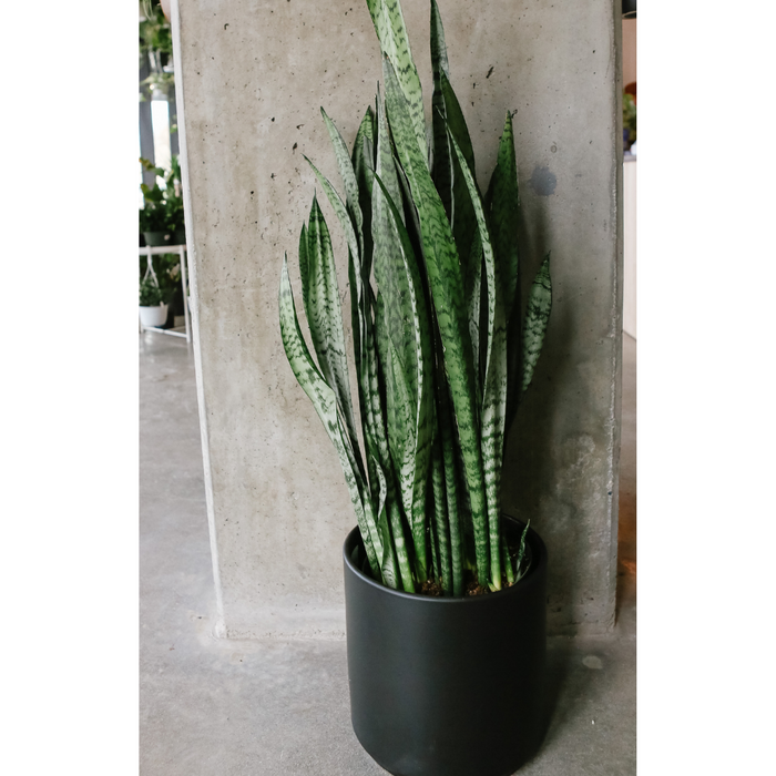 Tall snake plant in a black pot