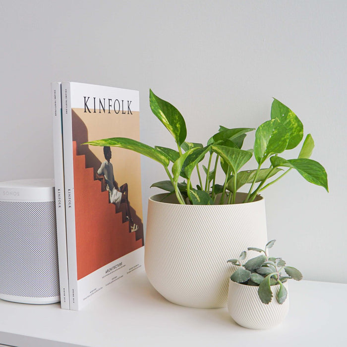 Pothos in a white Juniper cover pot on a white shelf
