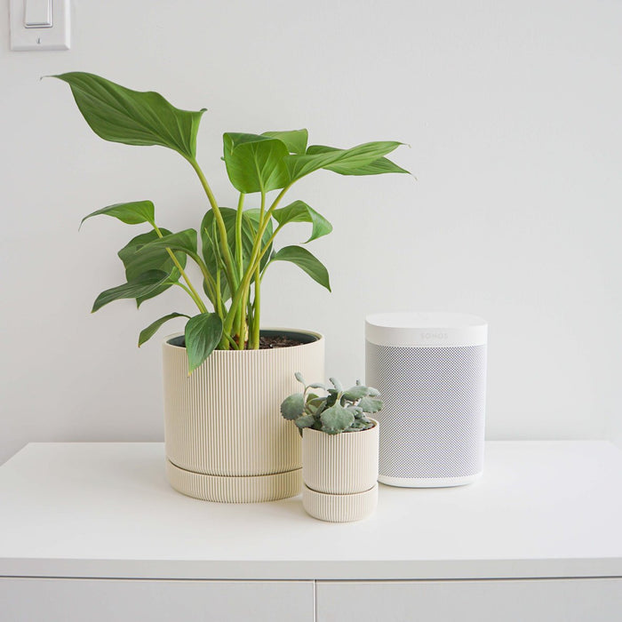 White Hemlock Planter