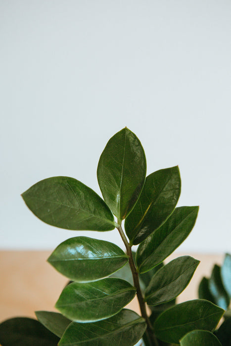 Close-up of glossy green ZZ plant leaves