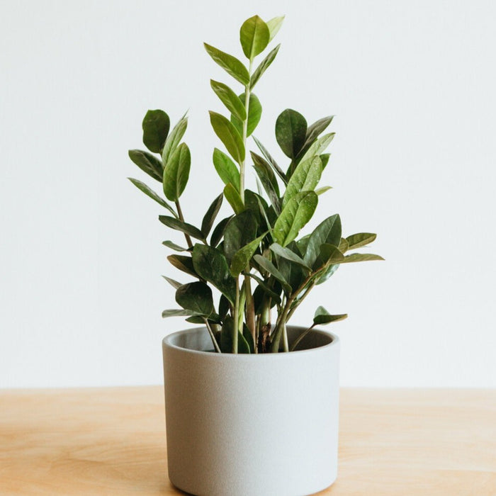 ZZ plant in a light grey pot against a white wall