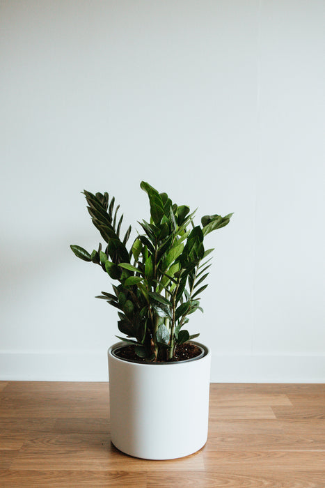 Small ZZ plant in a white pot