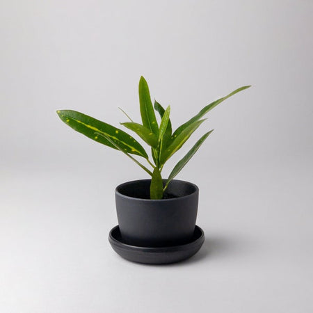 Small plant in a black bamboo fibre planter with saucer