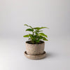 Small plant in a coffee bean husk planter with saucer