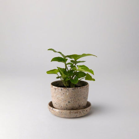Small plant in a coffee bean husk planter with saucer