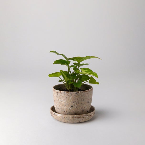 Small plant in a coffee bean husk planter with saucer