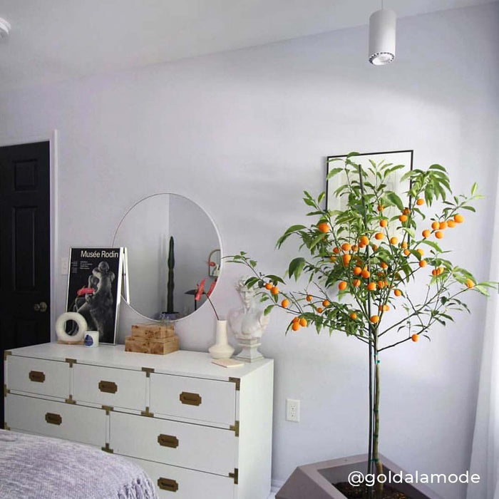 Aspect grow light hanging over a tree in a living room