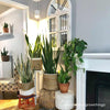 Aspect grow lights hanging above plants by a fireplace
