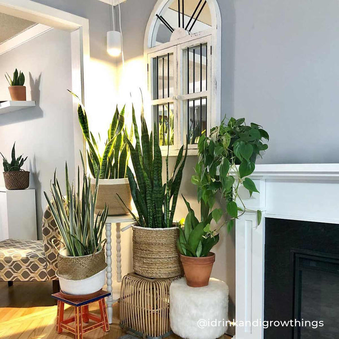 Aspect grow lights hanging above plants by a fireplace