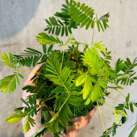 Hand holding a sensitive plant with feathery leaves