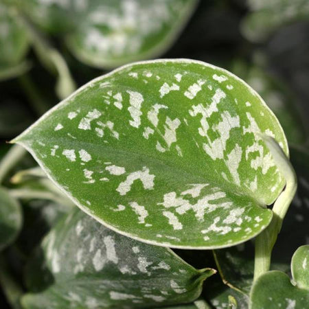 Close-up of a silver-speckled satin pothos leaf