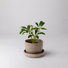 Small plant in a nut husk planter with saucer