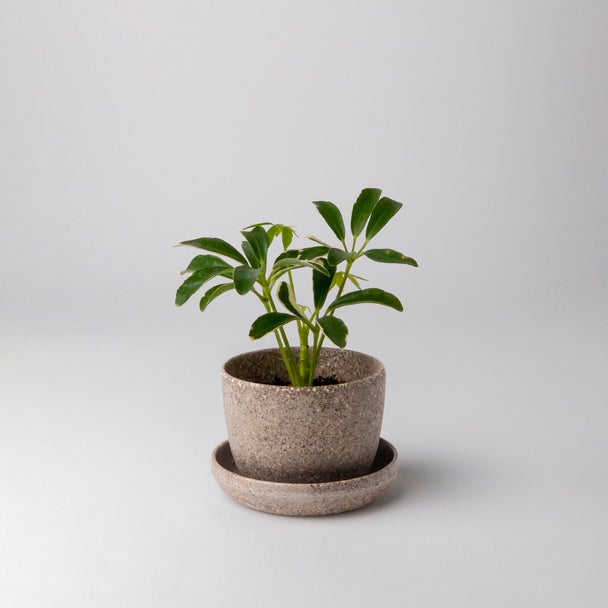 Small plant in a nut husk planter with saucer