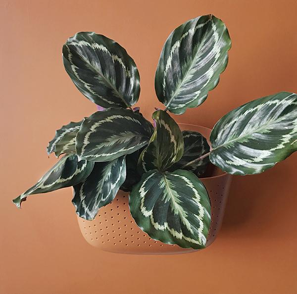 Terracotta Eco Wall Planter