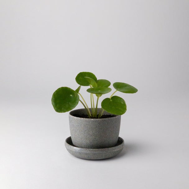 Small plant in a grey wheat husk planter with saucer