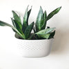 Snake plant in a white Wally Eco wall planter
