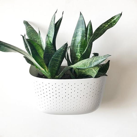 Snake plant in a white Wally Eco wall planter